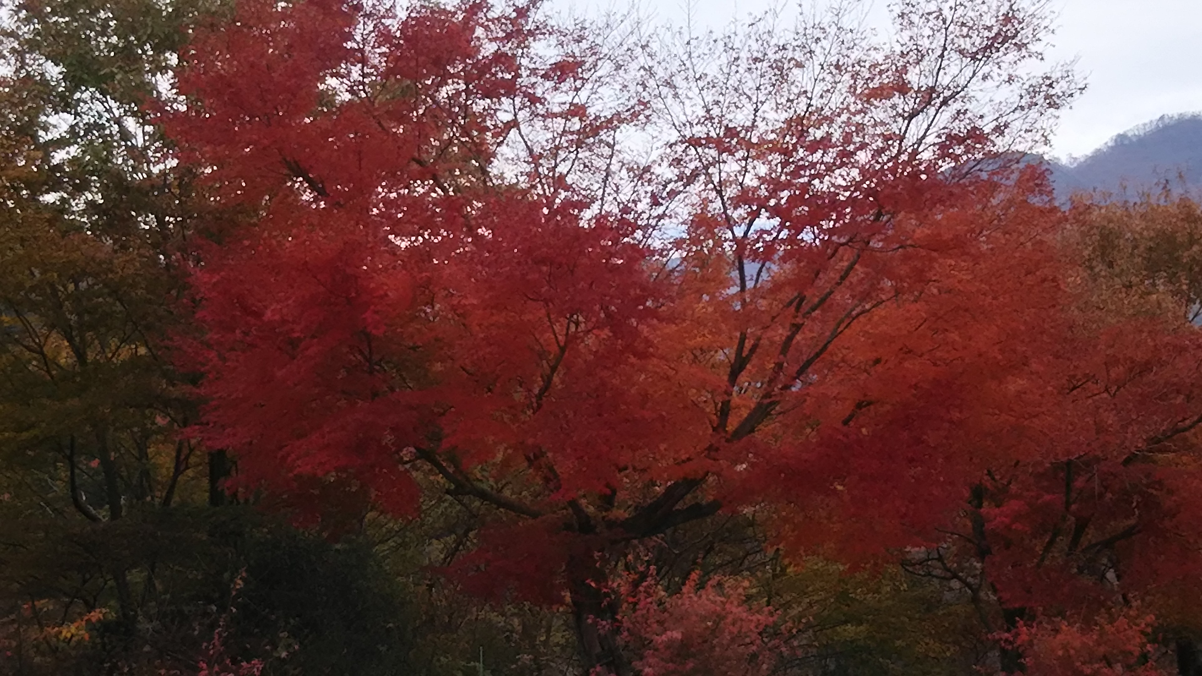 紅葉狩り