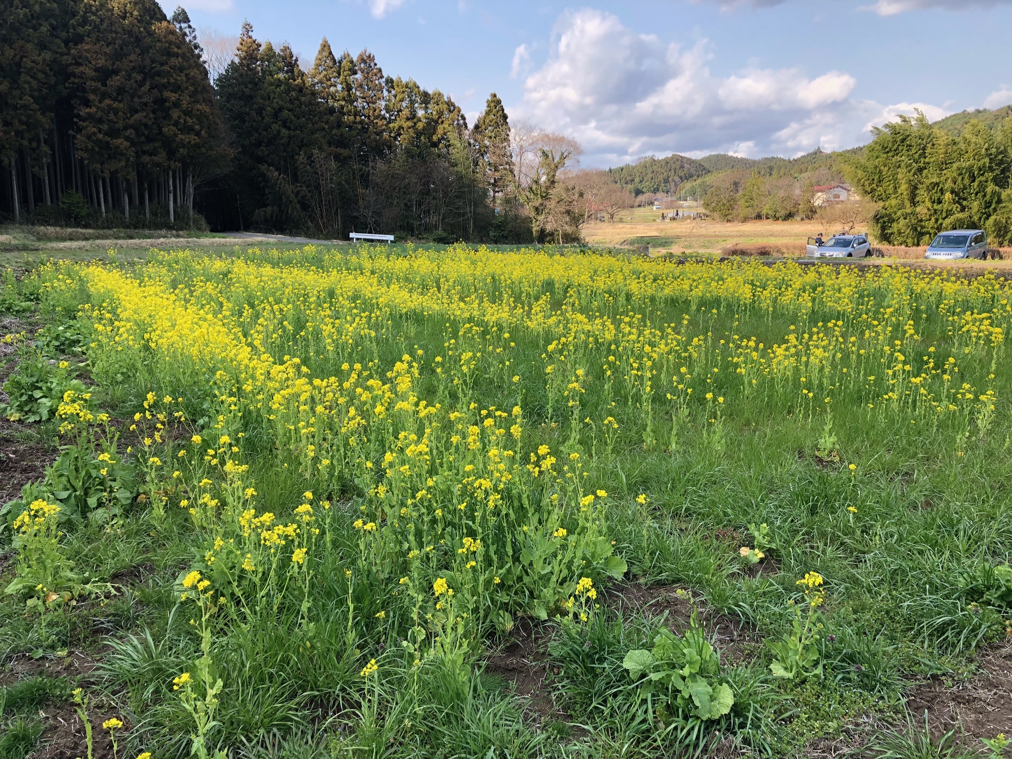 お花見ドライブ（芦野～黒磯）