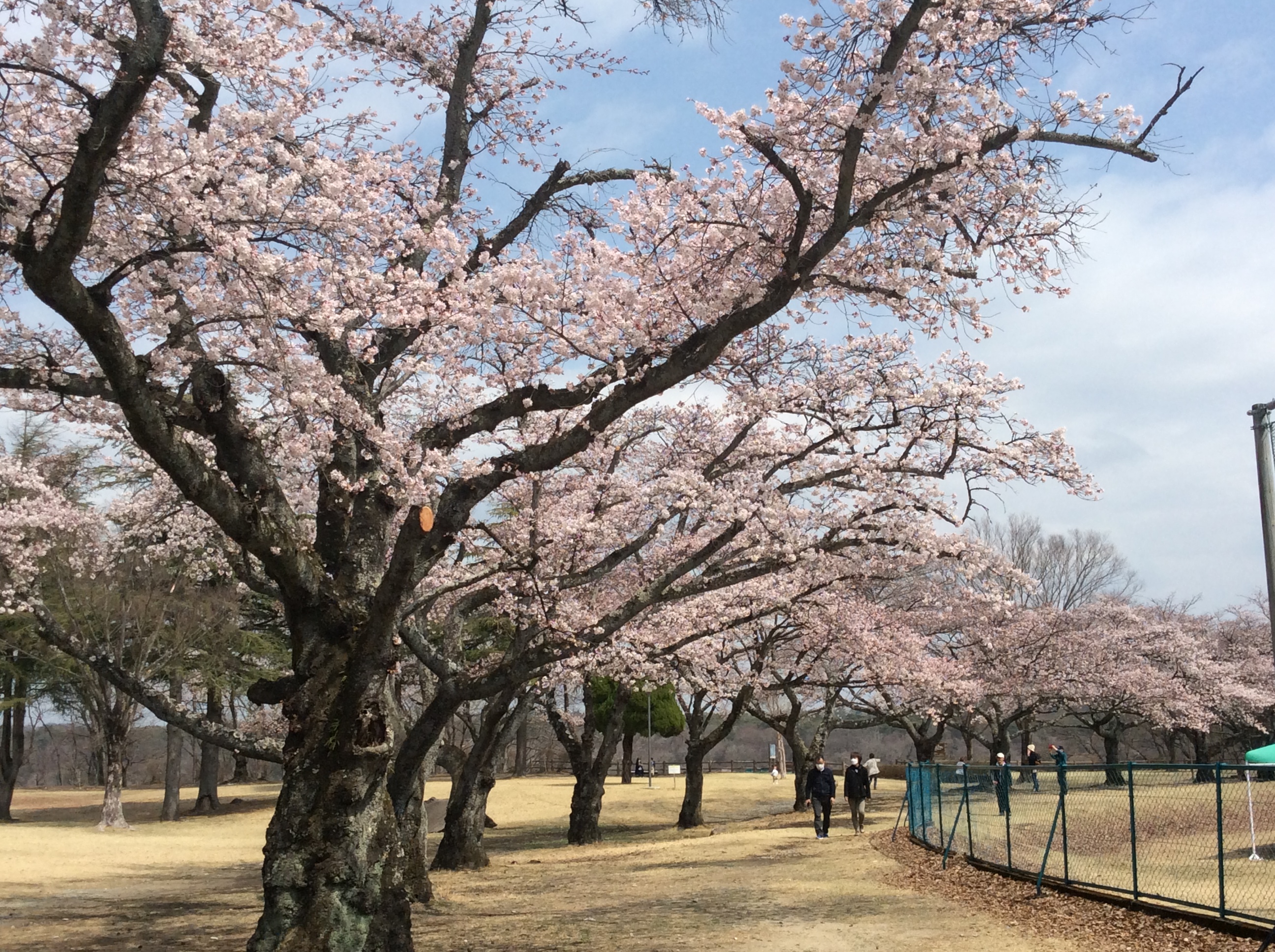 お花見ドライブ（黒磯公園）