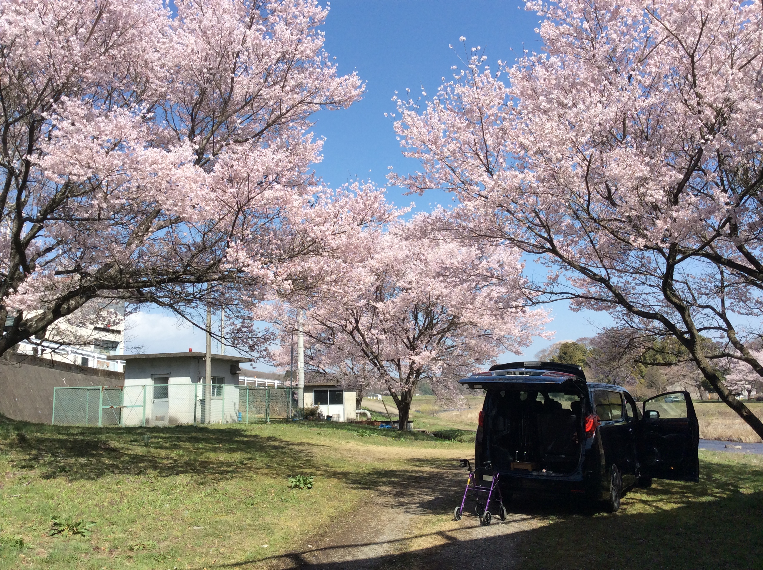 お花見ドライブ